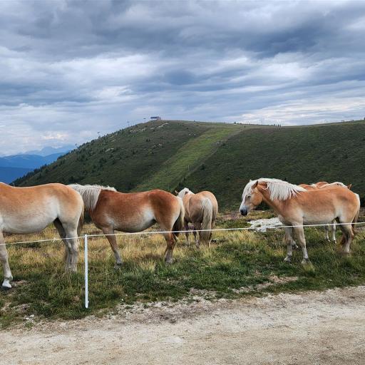 Haflinger am Gipfelplateau
