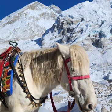 Pferd vor Everest (ganz hinten)