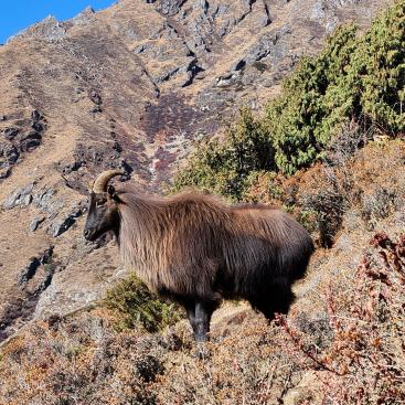 Bergziege (zwischen Pangboche und Deboche)