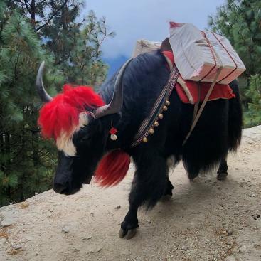 Rot gefärbtes Yak auf dem Rückweg nach Namche Bazaar